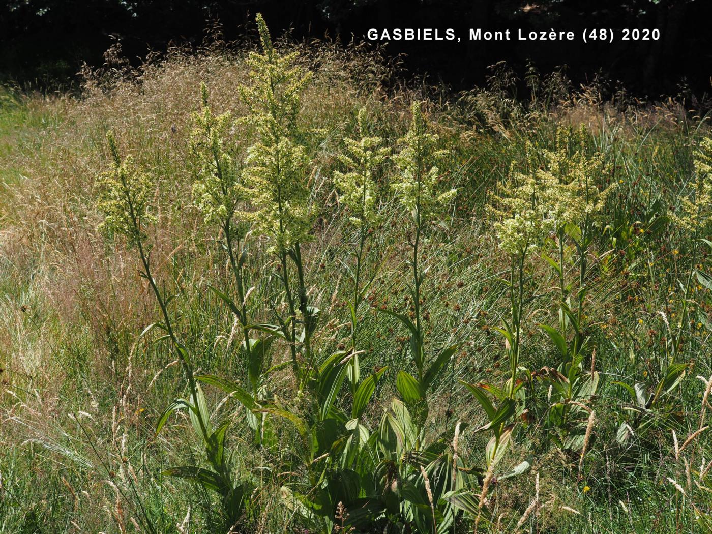 White False Helleborine plant